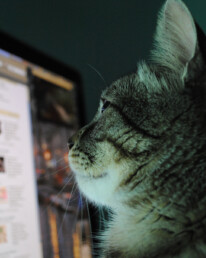 Comment animer une page facebook professionelle