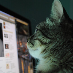 Comment animer une page facebook professionelle